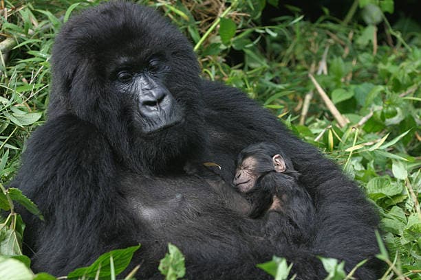 Bwindi Impenetrable National Park