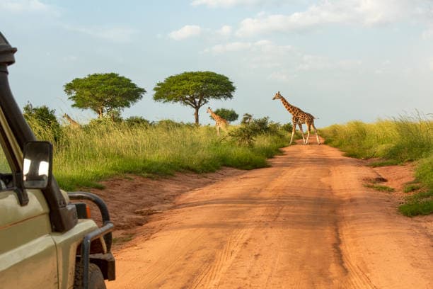 Ugandan Safaris