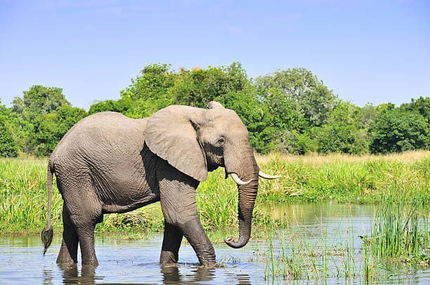 6 DAYS UGANDAN SAFARI