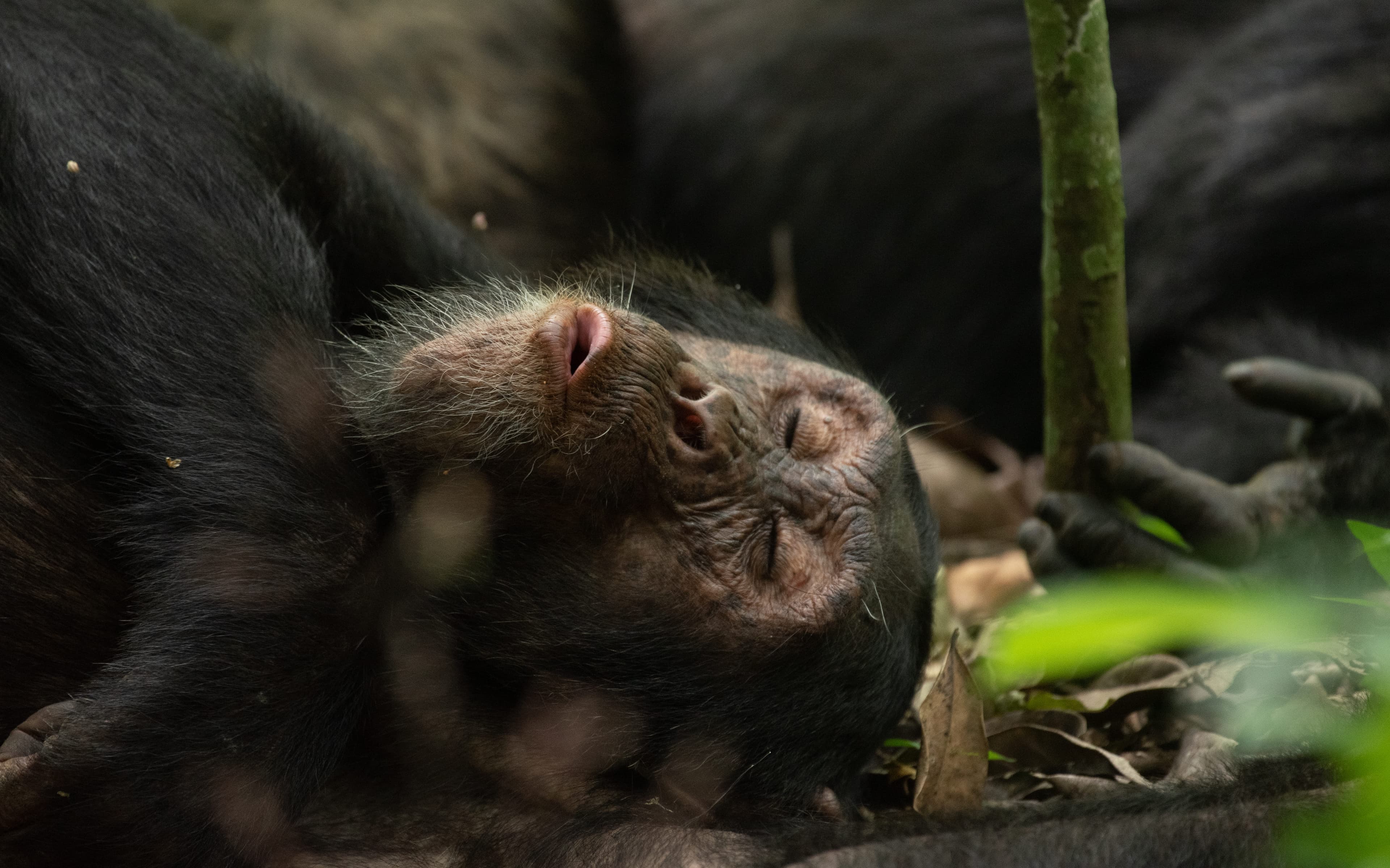 CHIMPANZEE TRACKING IN UGANDA: WHERE TO GO AND WHY IT'S A MUST-DO EXPERIENCE