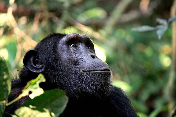10 DAYS CHIMPANZEE AND GORILLA TRACKING