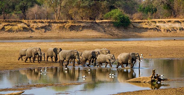 South Luangwa National Park