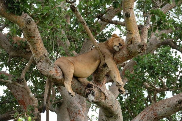 Queen Elizabeth National Park