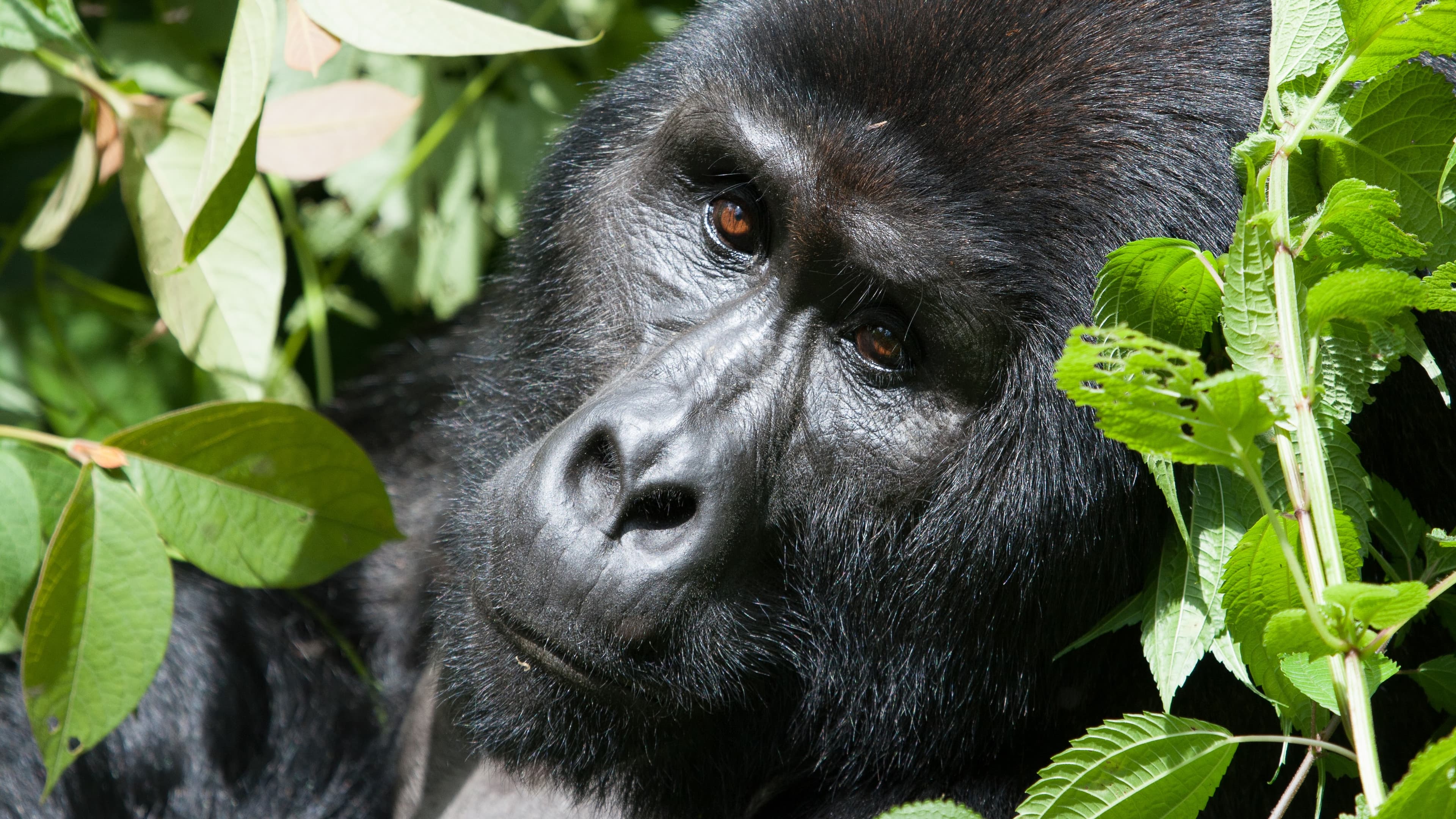 A STEP INTO AFRICA'S FORESTS